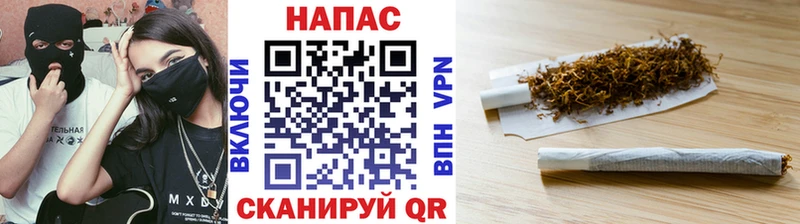 Конопля индика  Ачхой-Мартан 
